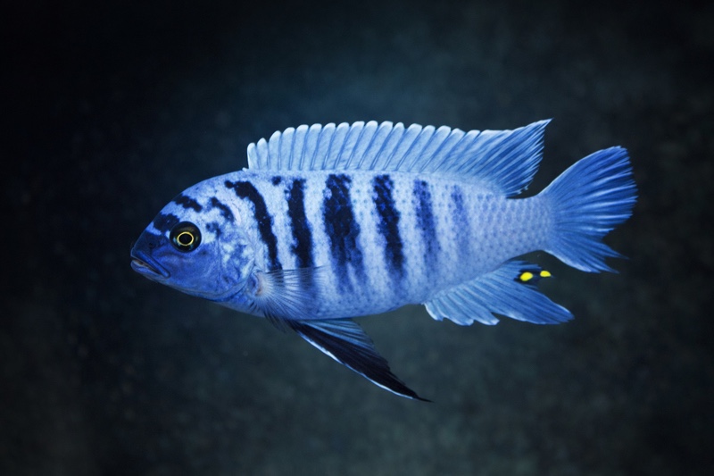 Maylandia zebra 'Liuli'